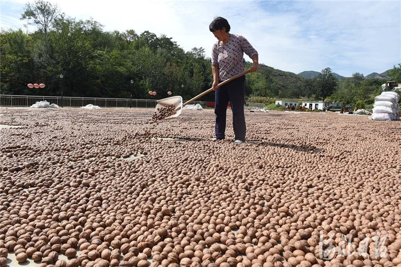 臨城:薄皮小核桃 脫貧大文章